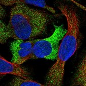 Anti-GTDC1 antibody produced in rabbit Prestige Antibodies&#174; Powered by Atlas Antibodies, affinity isolated antibody, buffered aqueous glycerol solution