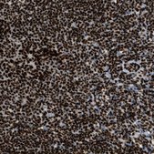 Anti-ZNF207 antibody produced in rabbit Prestige Antibodies&#174; Powered by Atlas Antibodies, affinity isolated antibody, buffered aqueous glycerol solution