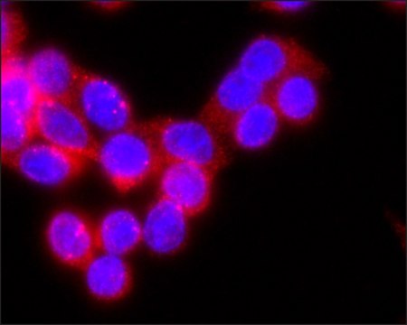 Monoclonal Anti-LGALS3BP antibody produced in mouse clone LGALS3BP-A265, culture supernatant