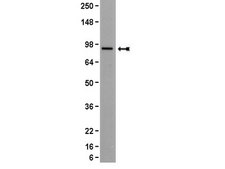 Anti-Beta Catenin Antibody, clone 7F7.2 clone 7F7.2, Upstate&#174;, from mouse