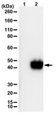 Anti-phospho ULK1(Ser746)