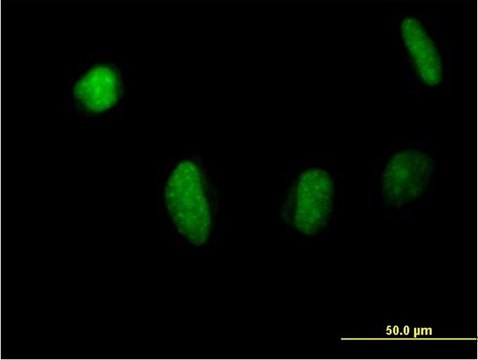 Anti-MSL3L1 antibody produced in mouse purified immunoglobulin, buffered aqueous solution