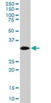 Monoclonal Anti-HADHSC, (C-terminal) antibody produced in mouse clone 3C9, purified immunoglobulin, buffered aqueous solution