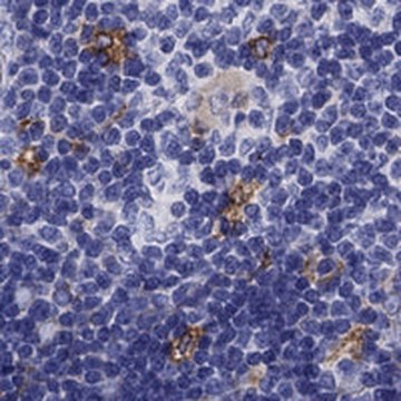 Anti-SLC46A2 antibody produced in rabbit Prestige Antibodies&#174; Powered by Atlas Antibodies, affinity isolated antibody, buffered aqueous glycerol solution