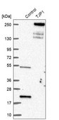 Anti-TJP1 antibody produced in rabbit Ab1, Prestige Antibodies&#174; Powered by Atlas Antibodies, affinity isolated antibody, buffered aqueous glycerol solution