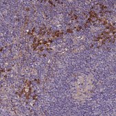 Anti-VMO1 antibody produced in rabbit Prestige Antibodies&#174; Powered by Atlas Antibodies, affinity isolated antibody, buffered aqueous glycerol solution