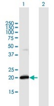 Anti-IFNA21 antibody produced in mouse purified immunoglobulin, buffered aqueous solution