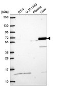 Anti-DPYSL5 antibody produced in rabbit Prestige Antibodies&#174; Powered by Atlas Antibodies, affinity isolated antibody