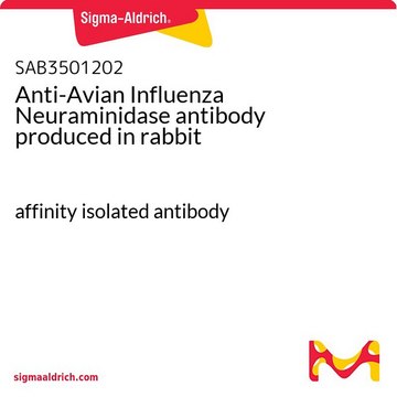 Anti-Avian Influenza Neuraminidase antibody produced in rabbit affinity isolated antibody