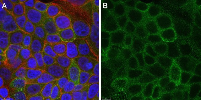 Anti-LRP1 &#945;-chain Antibody, clone 8G1