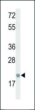 ANTI-IL26 (CENTER) antibody produced in rabbit IgG fraction of antiserum, buffered aqueous solution