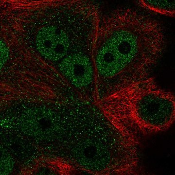 Anti-ZNF687 antibody produced in rabbit Prestige Antibodies&#174; Powered by Atlas Antibodies, affinity isolated antibody