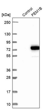 Anti-FEM1B antibody produced in rabbit Prestige Antibodies&#174; Powered by Atlas Antibodies, affinity isolated antibody, buffered aqueous glycerol solution