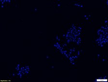 Yeast FISH probe-Cy3 Probe for fluorescence in situ hybridization (FISH), 20&#181;M in water