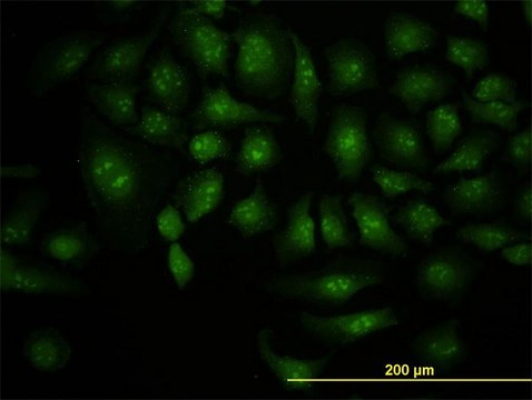 Monoclonal Anti-DCP1A antibody produced in mouse clone 3G4, purified immunoglobulin, buffered aqueous solution