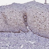 Anti-ALDH3A1 antibody produced in rabbit Prestige Antibodies&#174; Powered by Atlas Antibodies, affinity isolated antibody
