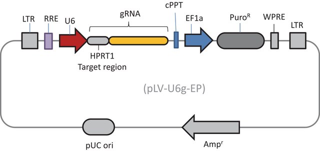 Lenti CRISPR HPRT1 gRNA Control Transduction Particles, High Titer (LV02 vector)