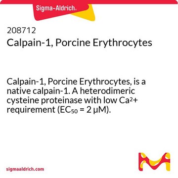 Calpain-1, Porcine Erythrocytes Calpain-1, Porcine Erythrocytes, is a native calpain-1. A heterodimeric cysteine proteinase with low Ca2+ requirement (EC&#8325;&#8320; = 2 &#181;M).