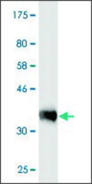 Monoclonal Anti-PRAGMIN antibody produced in mouse clone 1D9, purified immunoglobulin, buffered aqueous solution