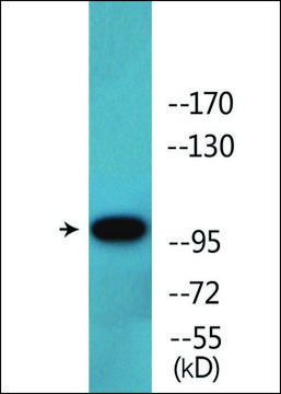 Anti-phospho-c-Kit (pTyr721) antibody produced in rabbit affinity isolated antibody