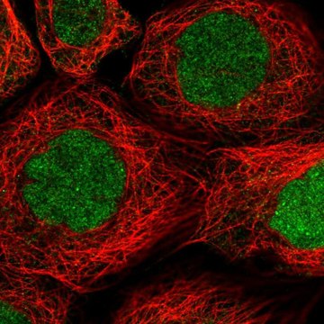 Anti-RAD51AP1 antibody produced in rabbit Prestige Antibodies&#174; Powered by Atlas Antibodies, affinity isolated antibody, buffered aqueous glycerol solution