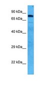 Anti-HSP90AB1 antibody produced in rabbit IgG fraction of antiserum
