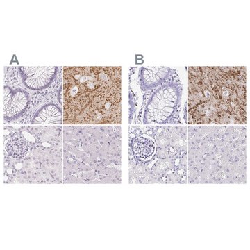Anti-SYNPR antibody produced in rabbit Prestige Antibodies&#174; Powered by Atlas Antibodies, affinity isolated antibody, buffered aqueous glycerol solution