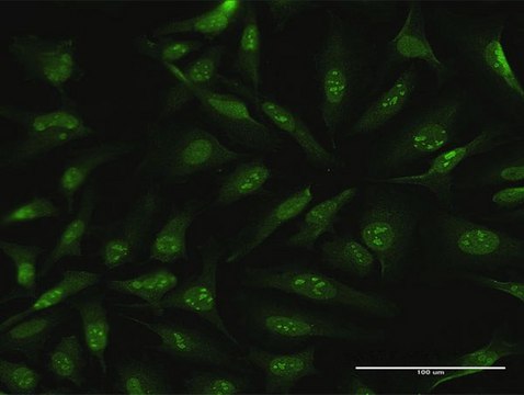 Anti-CDC6 antibody produced in rabbit purified immunoglobulin, buffered aqueous solution