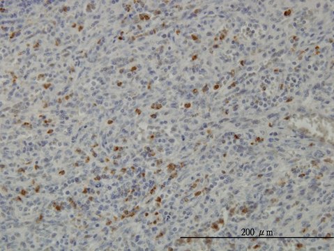 Monoclonal Anti-PRKAA1 antibody produced in mouse clone 4D9, purified immunoglobulin, buffered aqueous solution