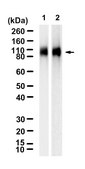 Anti-CD66b/CEACAM8 Antibody, clone 1L6 ZooMAb&#174; Rabbit Monoclonal recombinant, expressed in HEK 293 cells