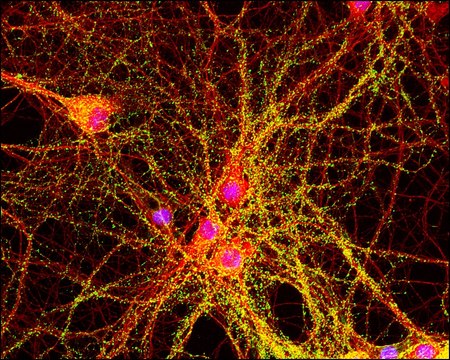 Anti-Mouse IgG (whole molecule)–FITC antibody produced in goat affinity isolated antibody, buffered aqueous solution