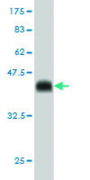 Monoclonal Anti-CDX4 antibody produced in mouse clone 1H7, purified immunoglobulin, buffered aqueous solution