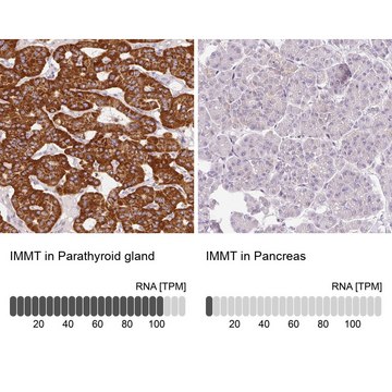 Anti-IMMT antibody produced in rabbit Prestige Antibodies&#174; Powered by Atlas Antibodies, affinity isolated antibody, buffered aqueous glycerol solution