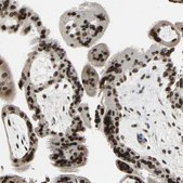 Anti-ISY1 antibody produced in rabbit Ab1, Prestige Antibodies&#174; Powered by Atlas Antibodies, affinity isolated antibody, buffered aqueous glycerol solution