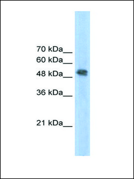 Anti-FECH (Ab2) antibody produced in rabbit IgG fraction of antiserum