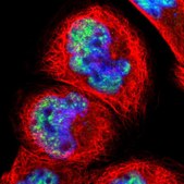 Anti-PNN antibody produced in rabbit Prestige Antibodies&#174; Powered by Atlas Antibodies, affinity isolated antibody, buffered aqueous glycerol solution