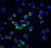 Anti-Acinus antibody produced in rabbit affinity isolated antibody, buffered aqueous solution