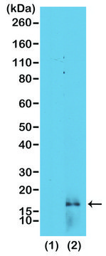 Anti-Dimethyl Histone H3 (Lys14) antibody, Rabbit monoclonal recombinant, expressed in HEK 293 cells, clone RM165, purified immunoglobulin