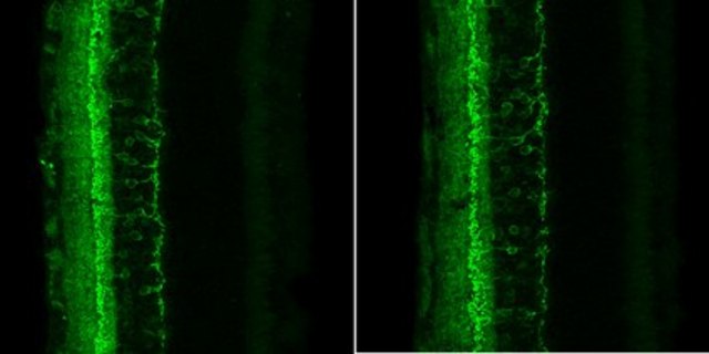 Anti-HCN4 Antibody, clone PG2-1A4 clone PG2-1A4, from rat