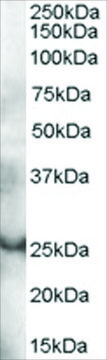 Anti-GRAP antibody produced in goat affinity isolated antibody, buffered aqueous solution