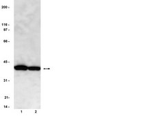 Anti-PP2A Antibody, C subunit, clone 1D6 clone 1D6, Upstate&#174;, from mouse