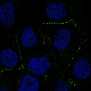 Anti-C2Cd2L Antibody Produced In Rabbit Prestige Antibodies&#174; Powered by Atlas Antibodies, affinity isolated antibody, buffered aqueous glycerol solution