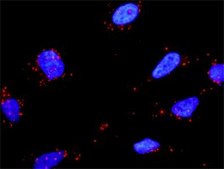 Anti-FN1 antibody produced in mouse purified immunoglobulin, buffered aqueous solution