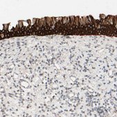 Anti-PRR11 antibody produced in rabbit Prestige Antibodies&#174; Powered by Atlas Antibodies, affinity isolated antibody, buffered aqueous glycerol solution