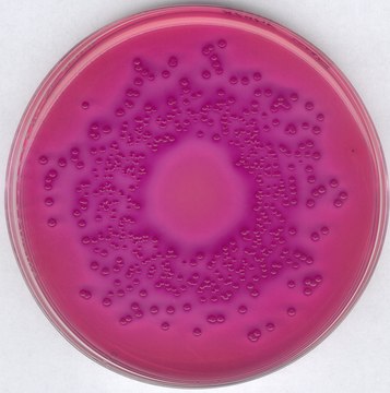 GranuCult&#174; VRBD (Violet Red Bile Dextrose) agar acc. EP, USP, JP and ISO 21528, For the detection and enumeration of Enterobacteriaceae