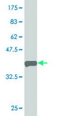 Monoclonal Anti-FOSL2 antibody produced in mouse clone 2B2, purified immunoglobulin, buffered aqueous solution