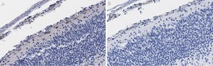 Anti-Reelin Antibody, clone G10 ZooMAb&#174; Mouse Monoclonal recombinant, expressed in HEK 293 cells