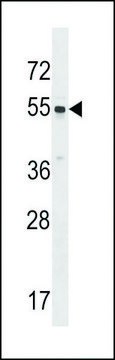 ANTI-SRMS(C-TERMINAL) antibody produced in rabbit IgG fraction of antiserum, buffered aqueous solution