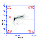 Rabbit anti-Phospho MCM2 (S40/S41) Antibody, Affinity Purified Powered by Bethyl Laboratories, Inc.