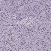 Anti-TLN2 Prestige Antibodies&#174; Powered by Atlas Antibodies, affinity isolated antibody